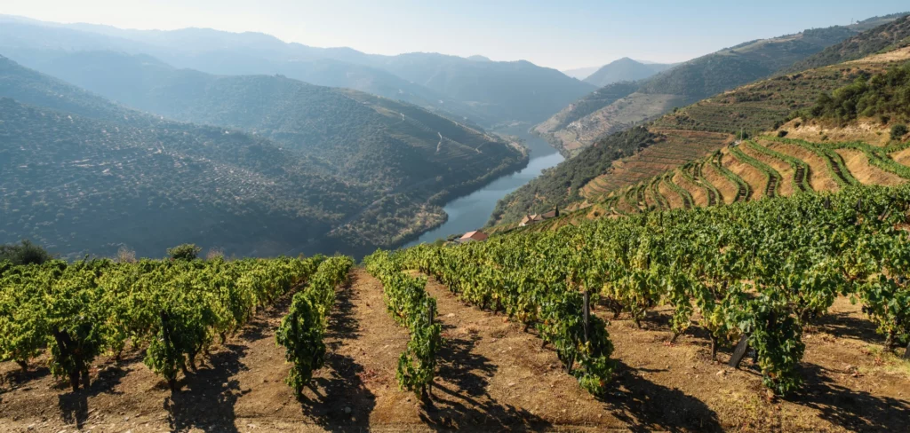 vignes du Portugal par Hunyvers