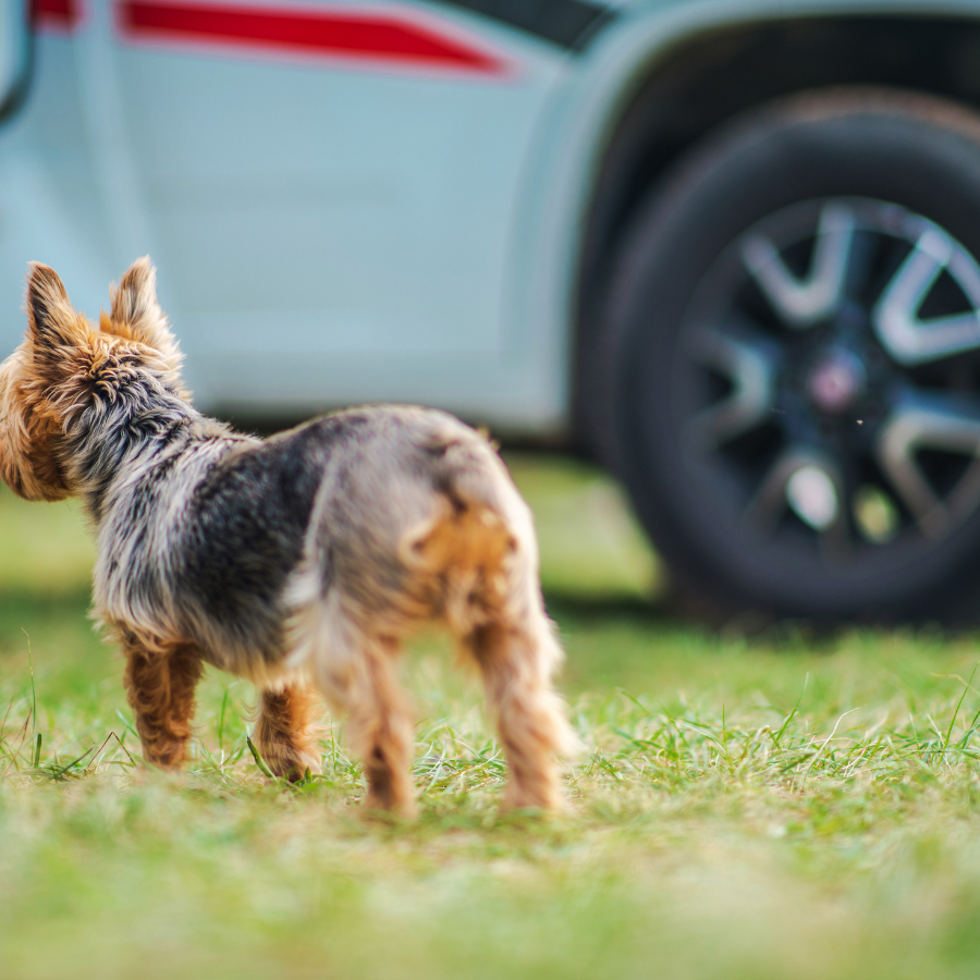 animal de compagnie en camping-car